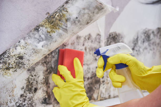 Best Residential Mold Inspection & Testing in Mila Doce, TX